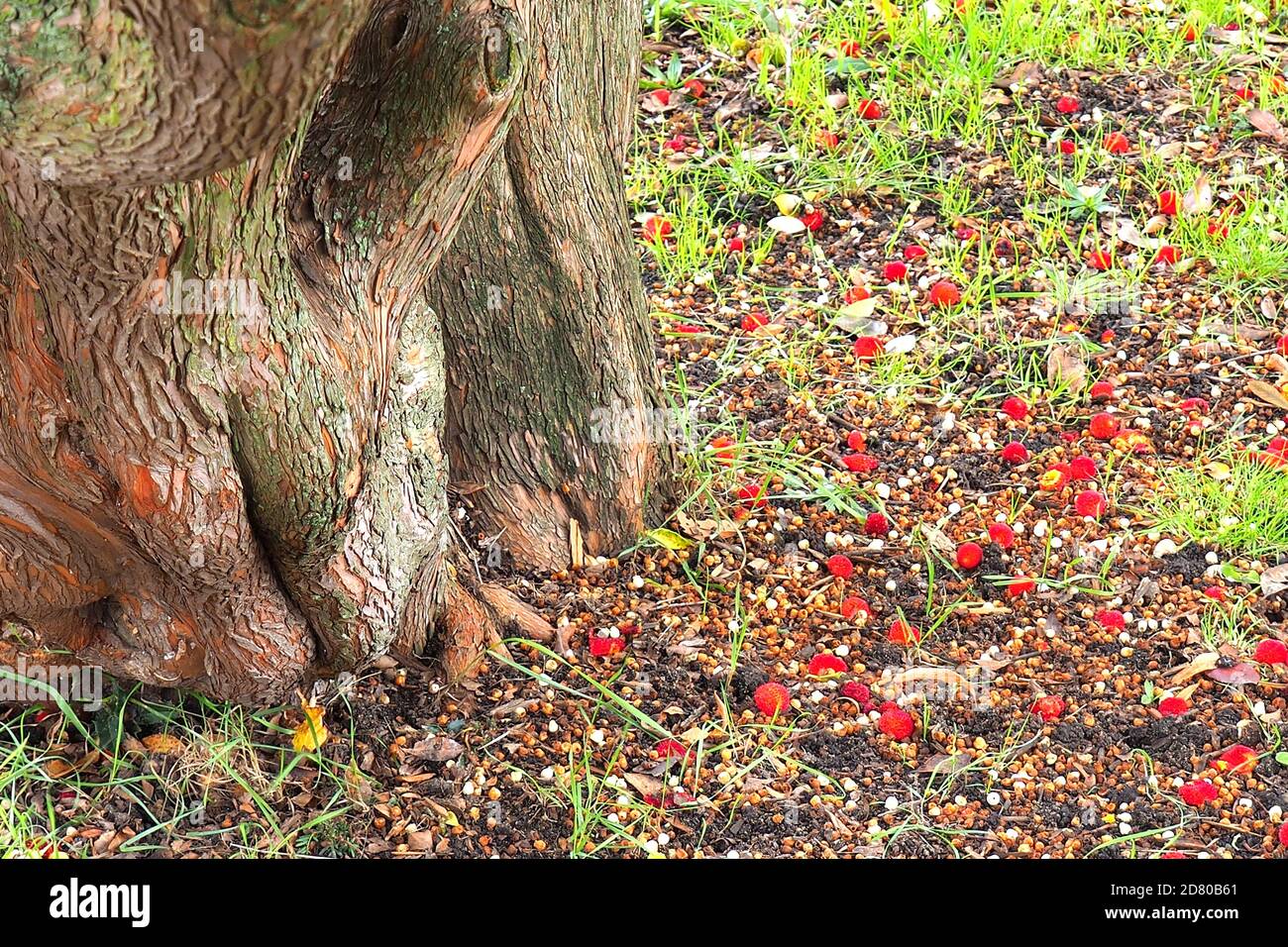 London, UK. 26th Oct, 2020. London's Autumn colours displayed in West Brompton cemetery, Chelsea. Credit: Brian Minkoff/Alamy Live News Stock Photo