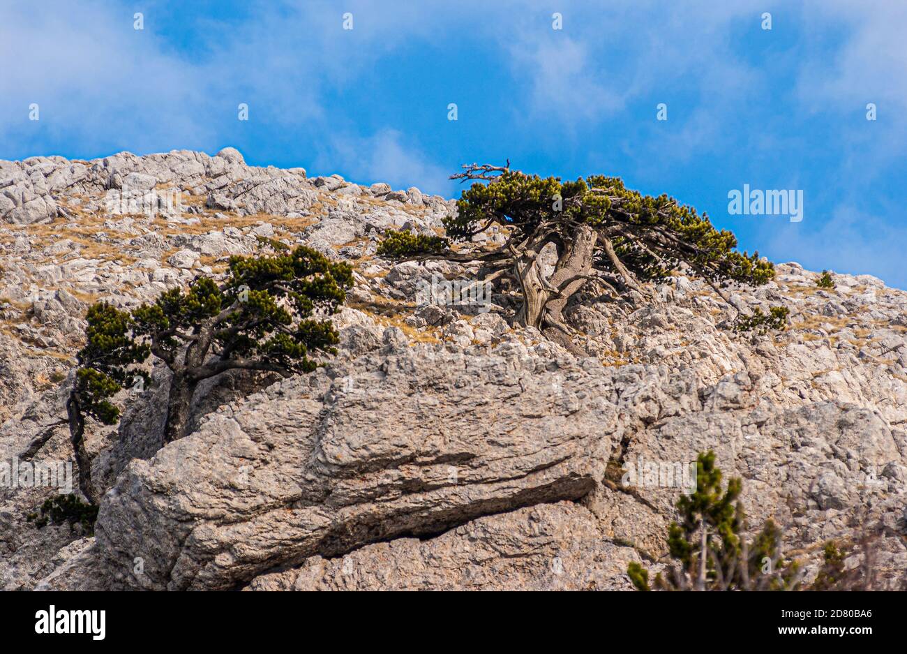 Italy Calabria Pollino National Park  ( Pinus leucodermis ) Bosnian Pine Stock Photo
