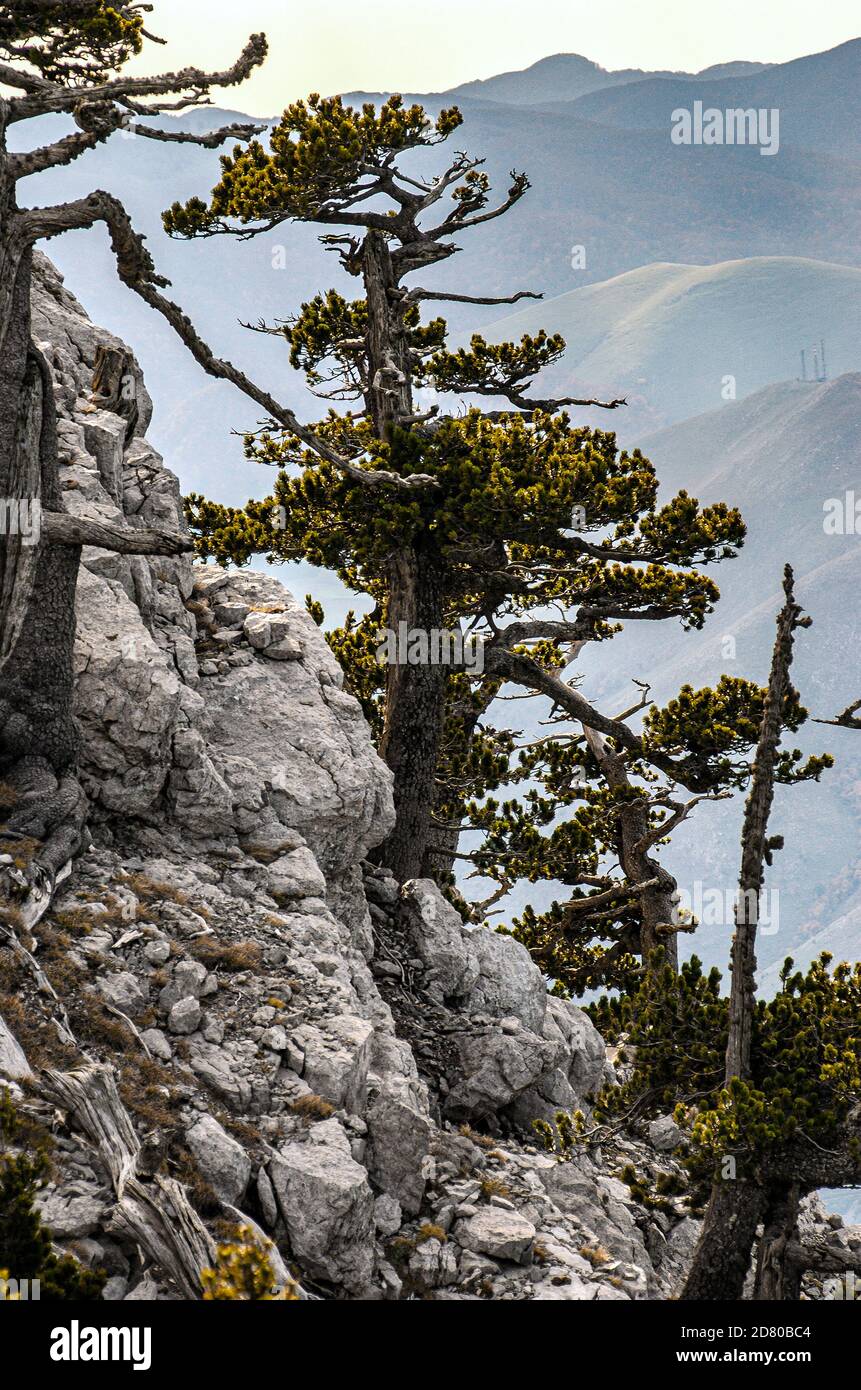 Italy Calabria Pollino National Park  ( Pinus leucodermis ) Bosnian Pine Stock Photo