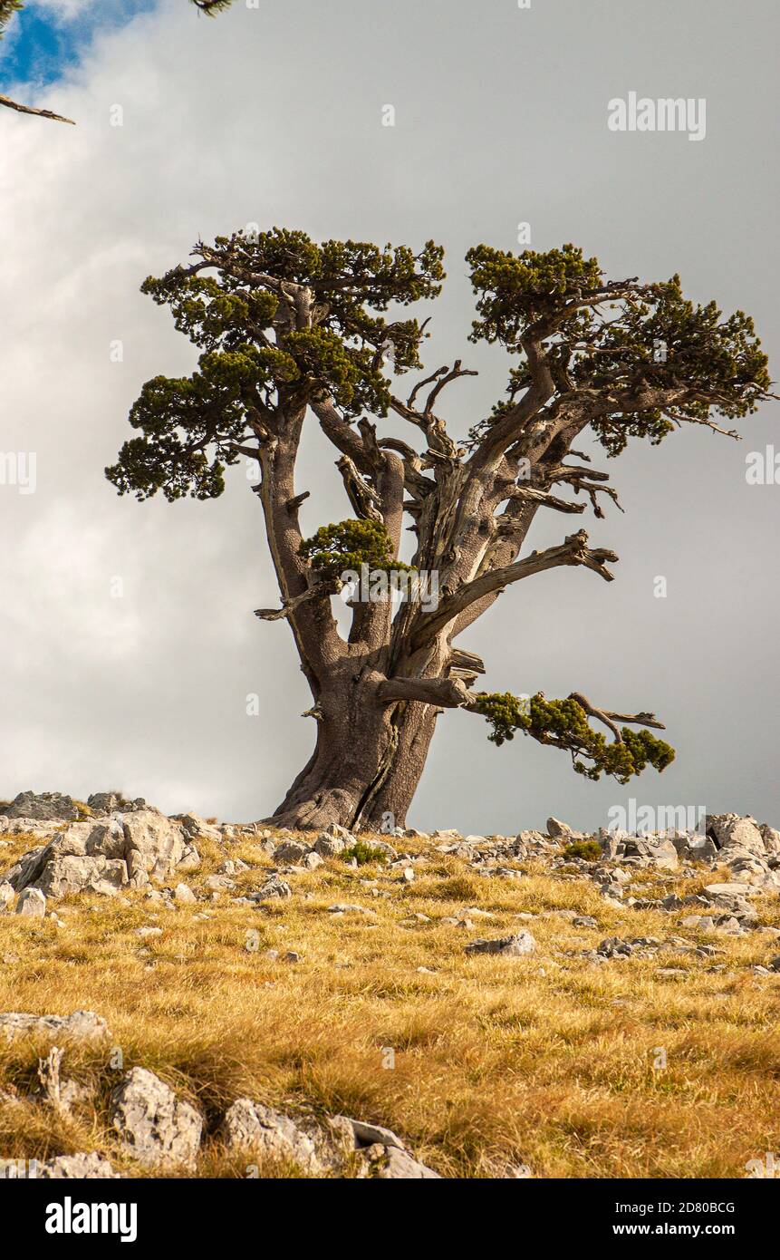 Italy Calabria Pollino National Park ( Pinus Leucodermis ) Bosnian Pine ...