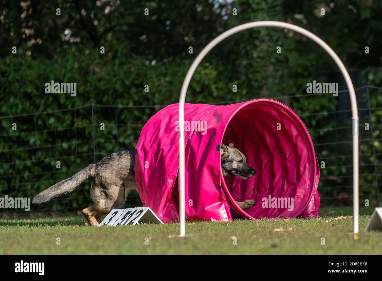 Dog at hoopers parcours / Hund im Hoopers Parcour Stock Photo - Alamy