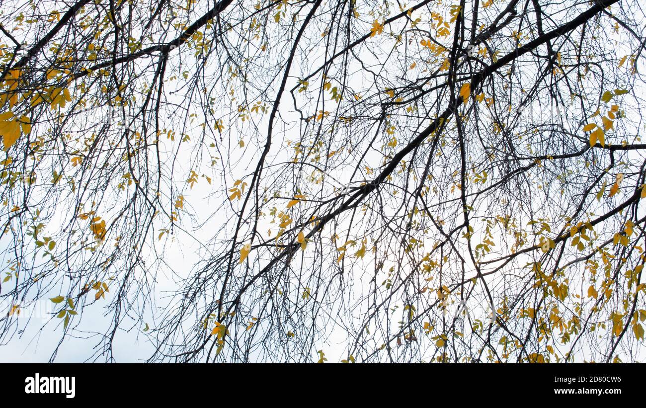 Autumn tree. Thin branches pattern with sky on background. Nature picture. Stock Photo