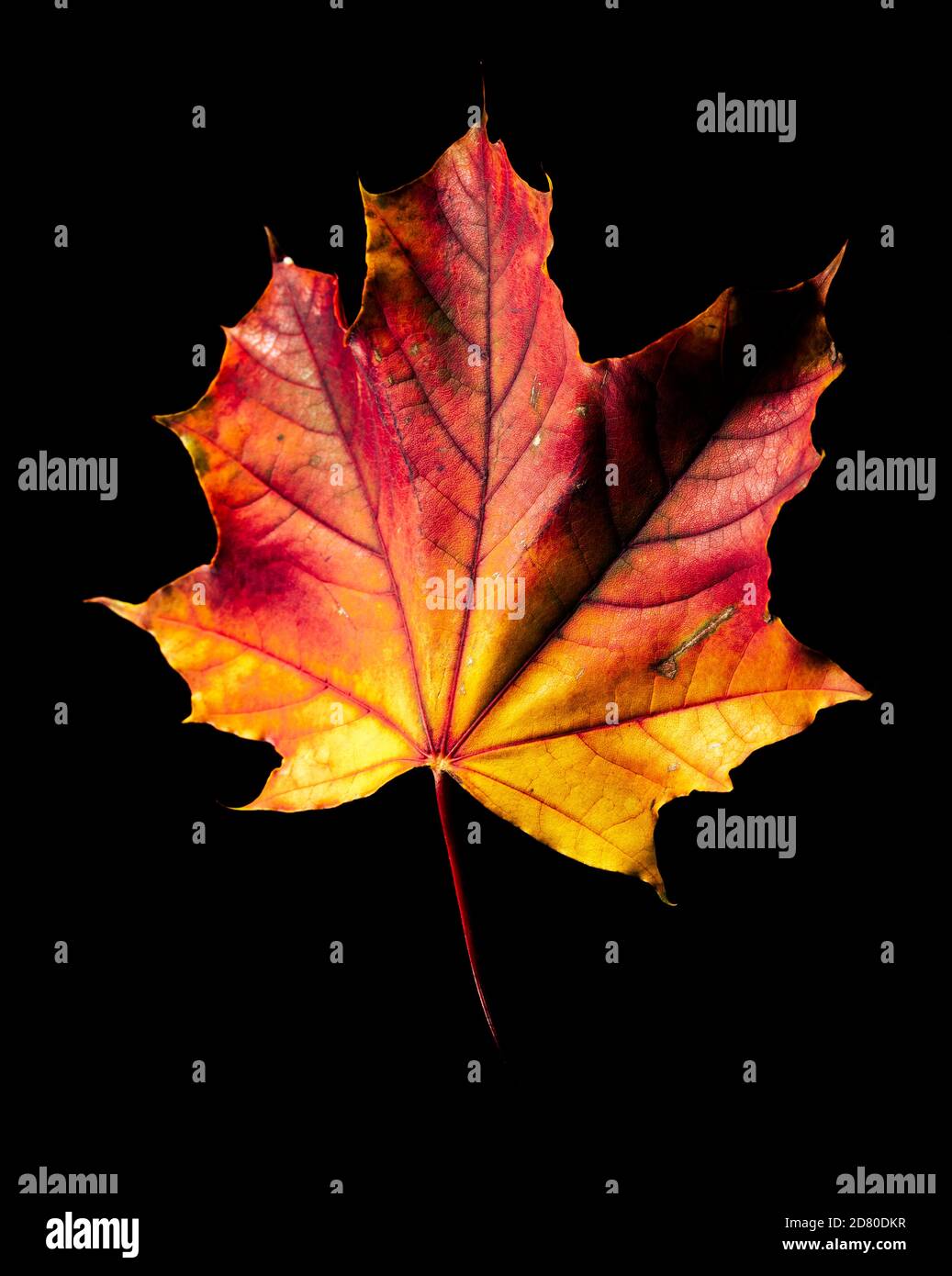 Autumn leaf on a black background Stock Photo