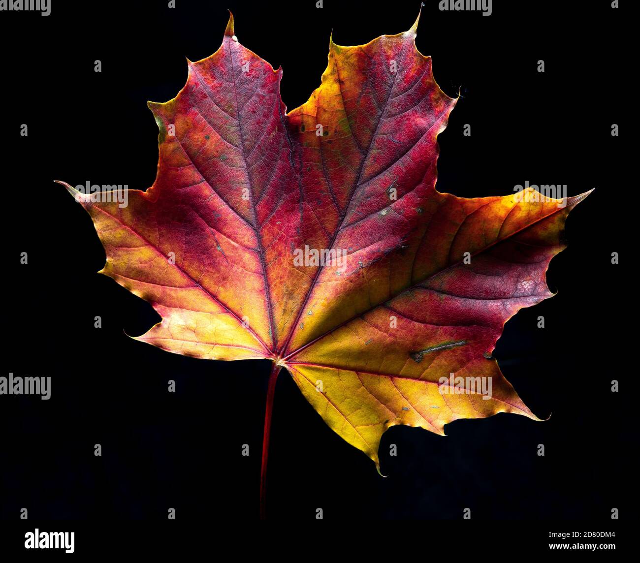 Autumn leaf on a black background Stock Photo