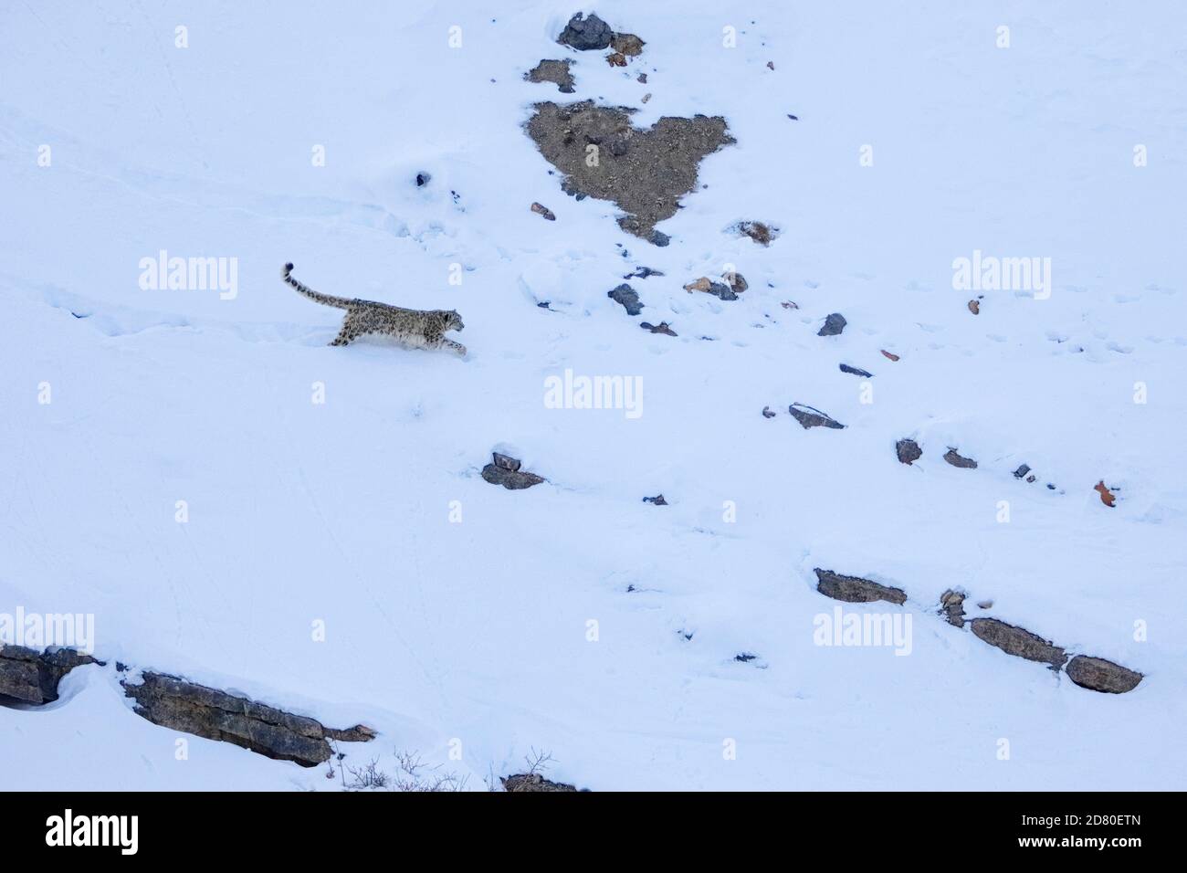 Snow leopard (Panthera uncia) male trying to hunt Himalayan Ibex in