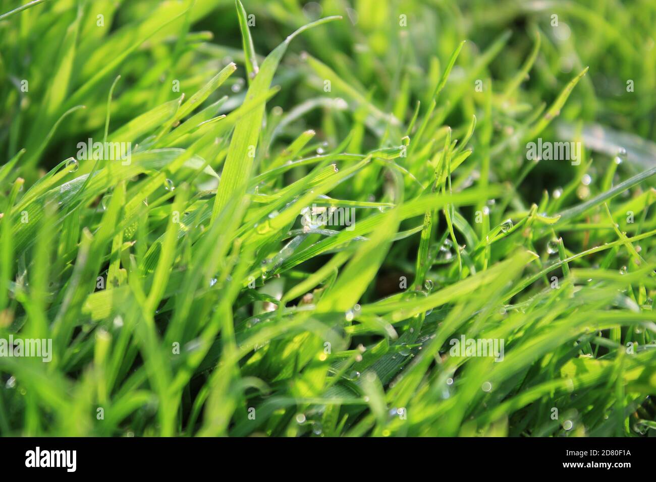 green grass background on meadow with drops of water dew close-up ...