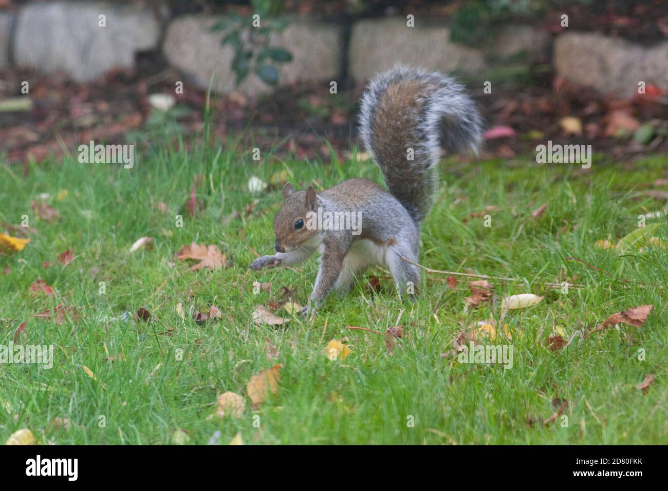 UK Weather, London, 26 October 2020: A grey squirrel buries holm oak acorns in a garden lawn in Clapham, South London. Anna Watson/Alamy Live News Stock Photo