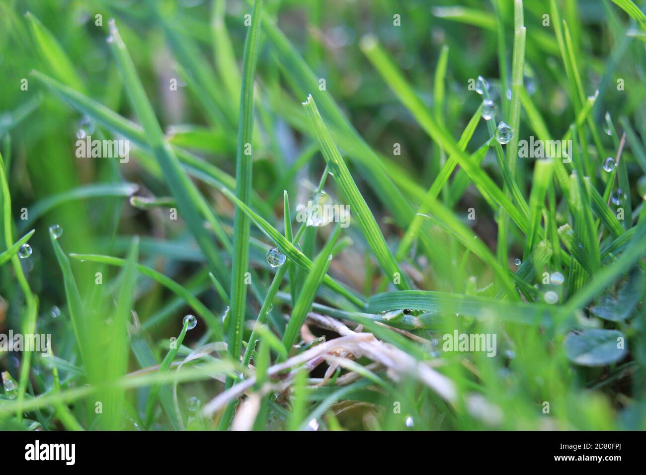 green grass background on meadow with drops of water dew close-up ...