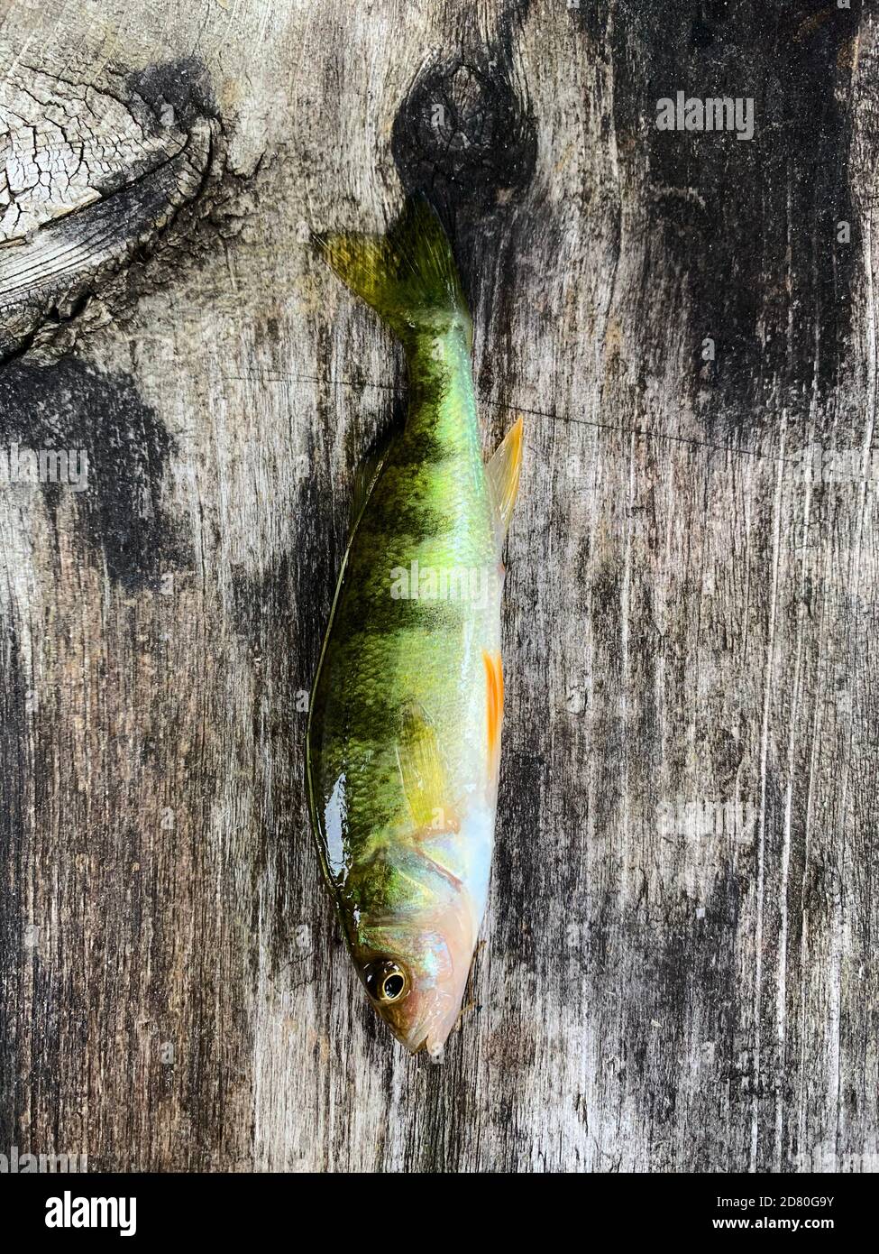 Small yellow perch fish fresh off the line on wooden picnic table. Stock Photo