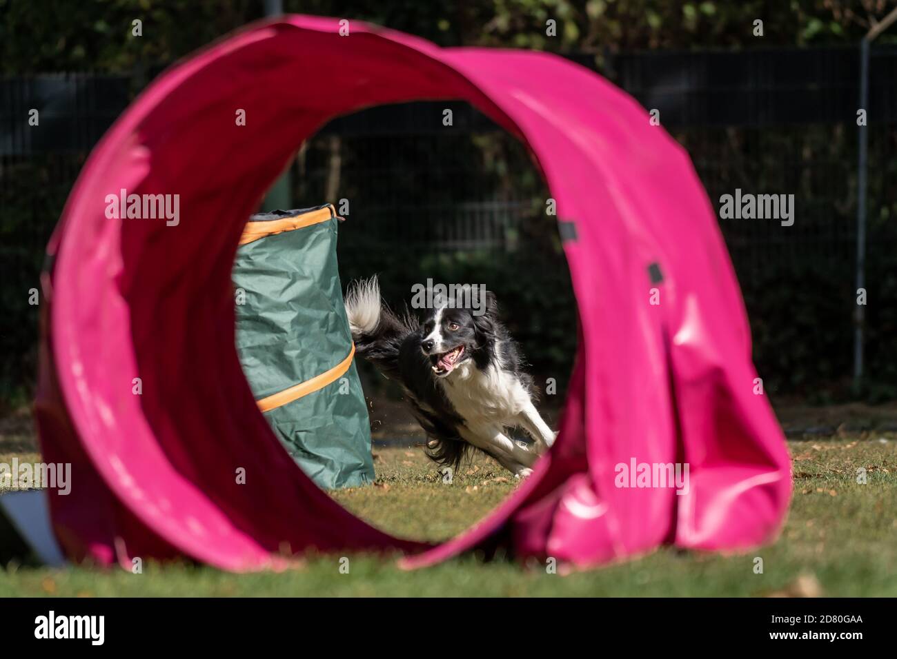 Dog at hoopers parcours / Hund im Hoopers Parcour Stock Photo Alamy