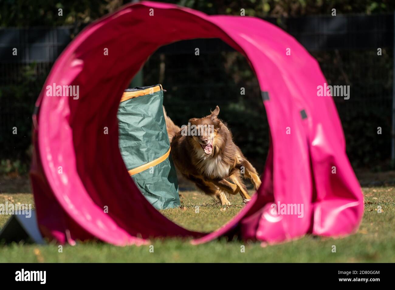 Dog at hoopers parcours / Hund im Hoopers Parcour Stock Photo Alamy