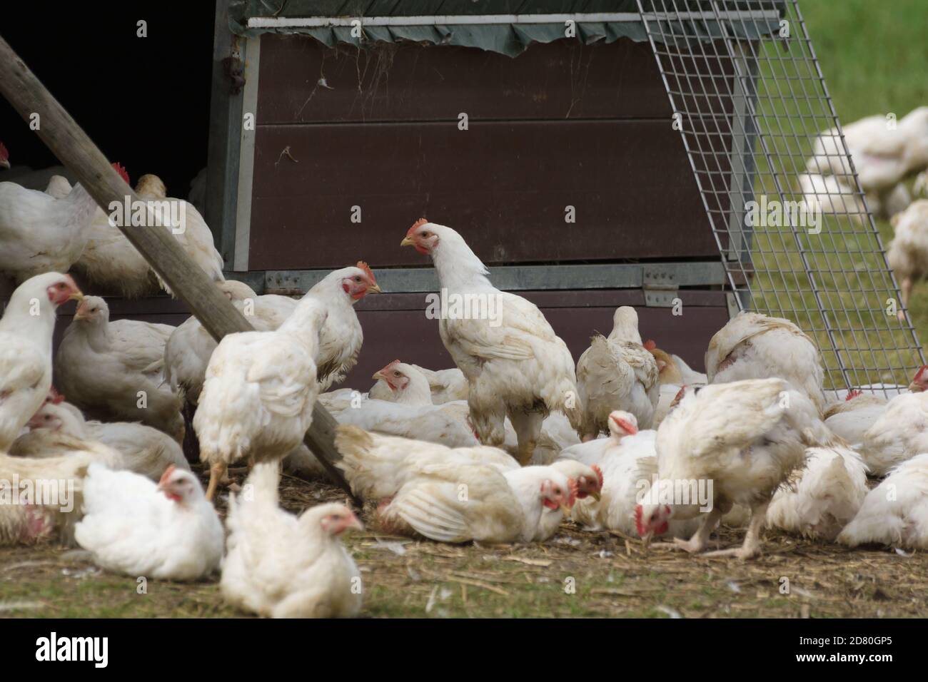 Organic free range chickens being allowed to live a more natural life in the outdoors Stock Photo