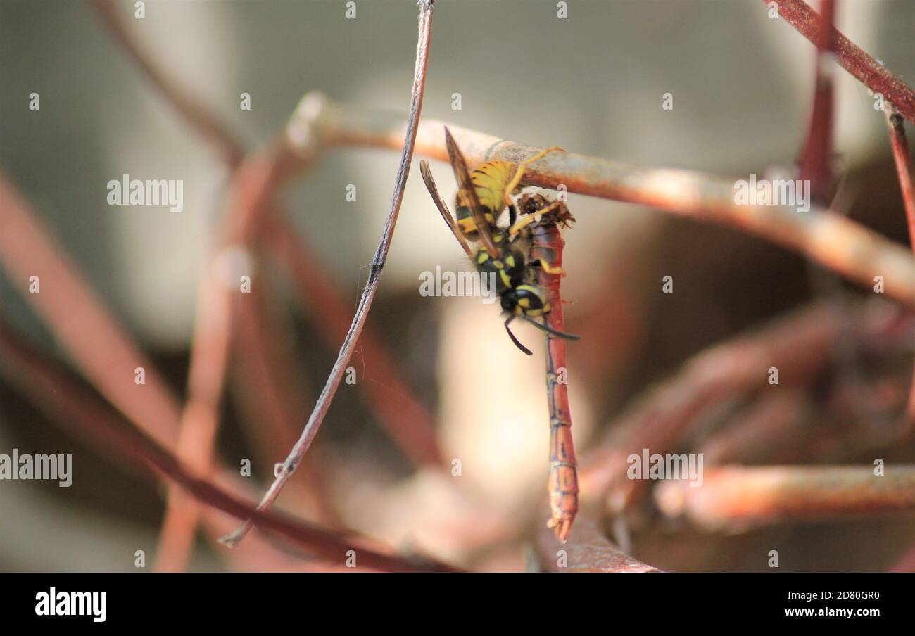 wasp having attacked red darter dragonfly kill or killing is normally