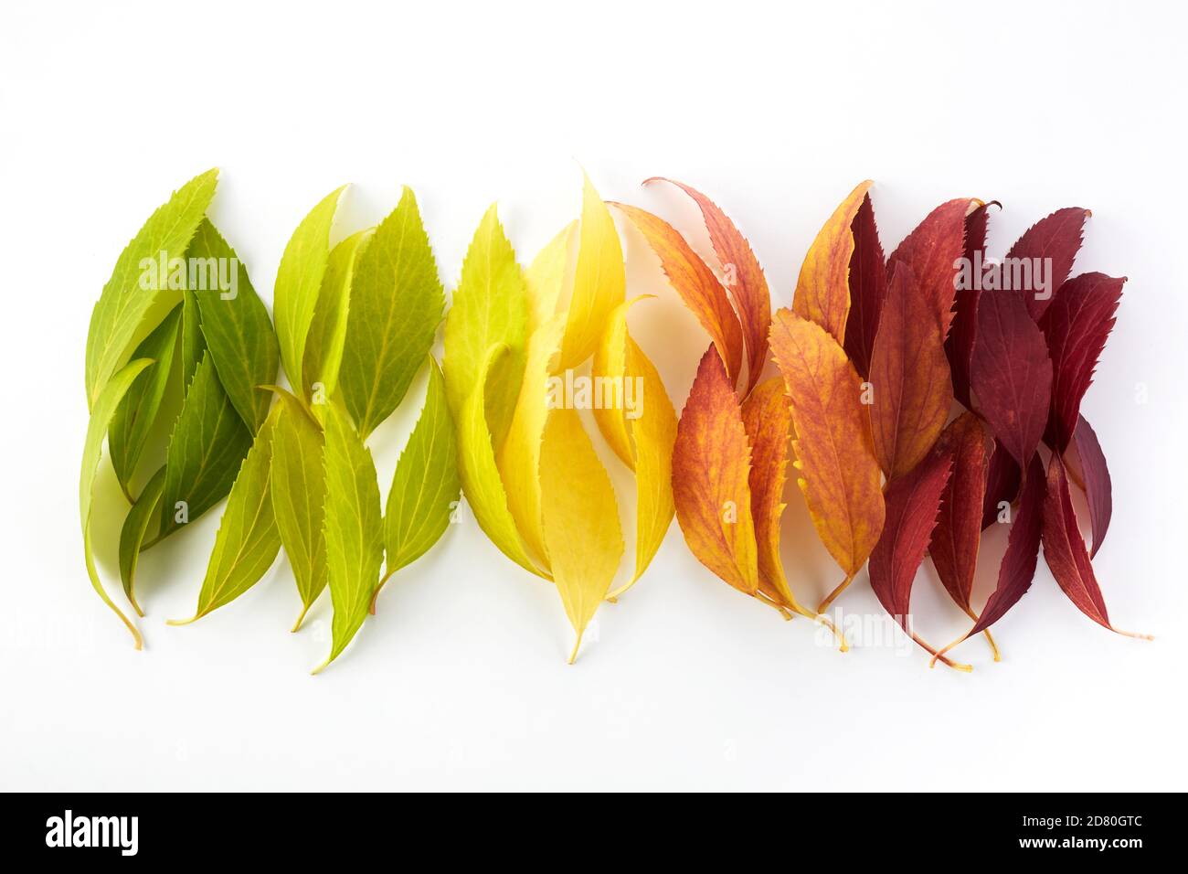 Autumn leaves rainbow color gradient. Autumn season change concept. Stock Photo