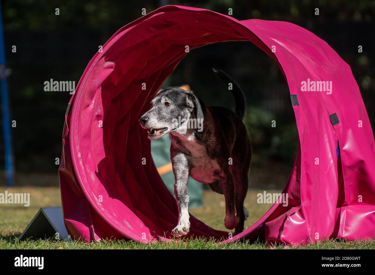 Dog at hoopers parcours / Hund im Hoopers Parcour Stock Photo Alamy