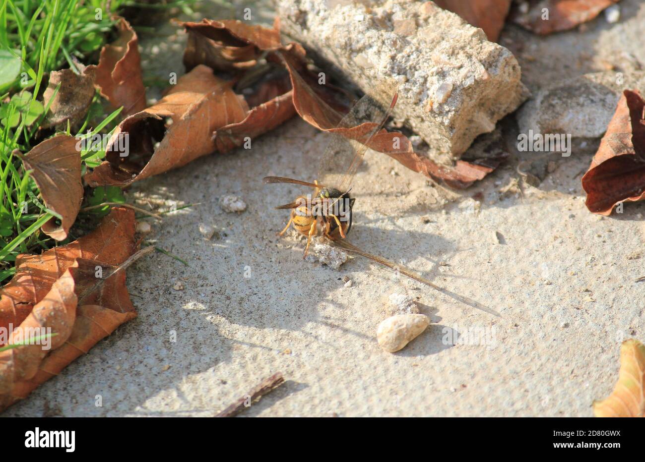 wasp having attacked red darter dragonfly kill or killing is normally