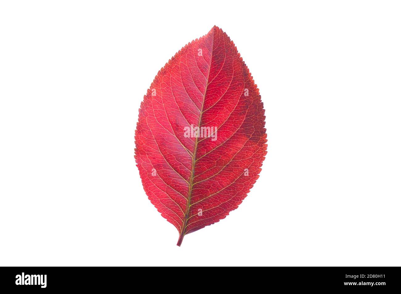 Red autumn fall leaf isolated on white background Stock Photo - Alamy