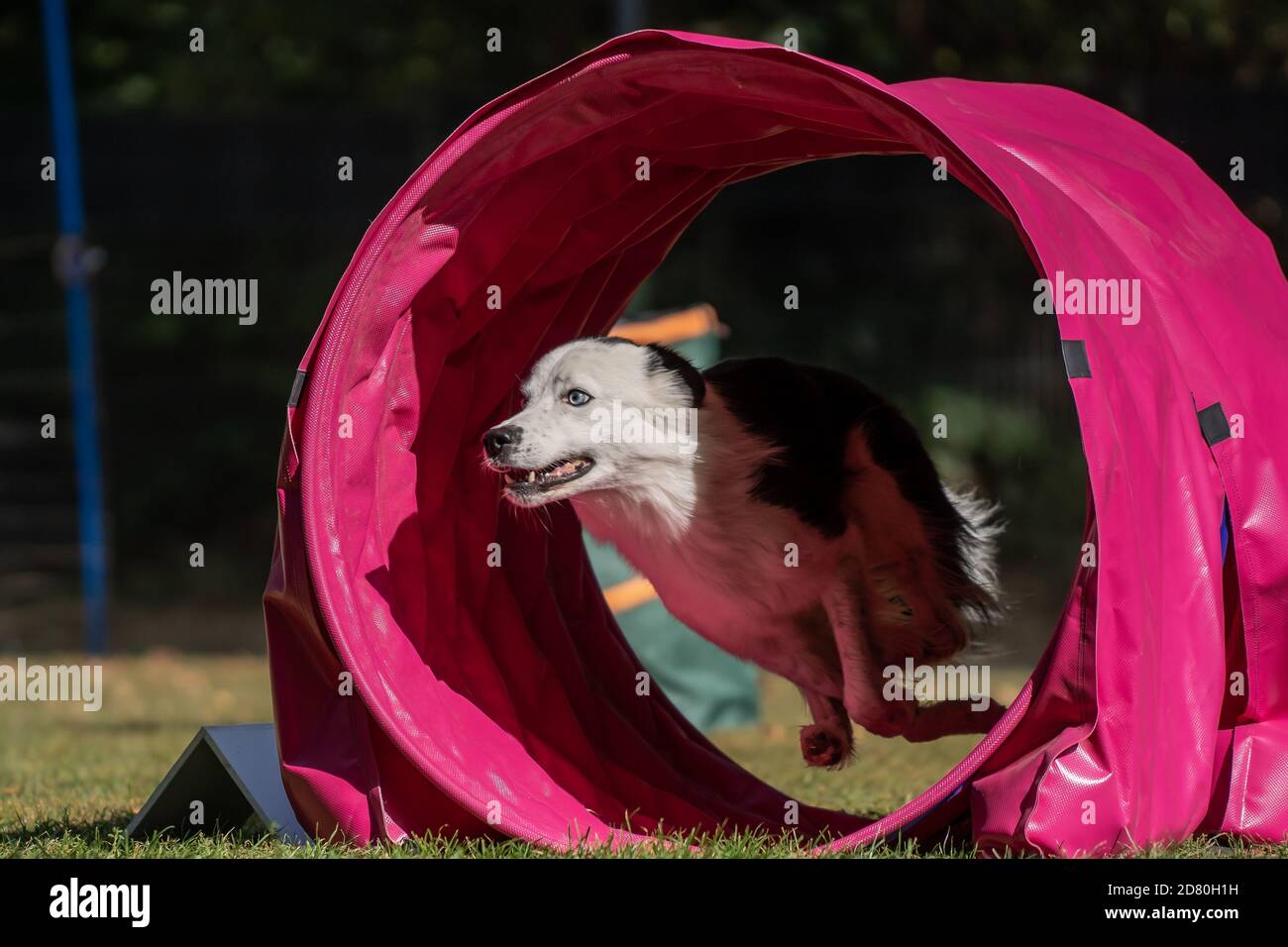 Dog at hoopers parcours / Hund im Hoopers Parcour Stock Photo Alamy