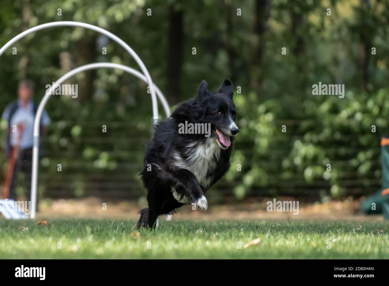 Dog at hoopers parcours / Hund im Hoopers Parcour Stock Photo