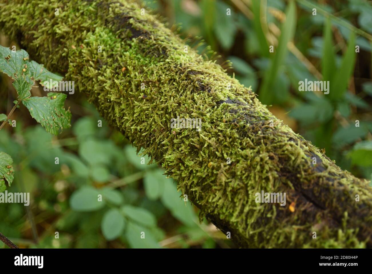 Green moss on a wooden rail Stock Photo