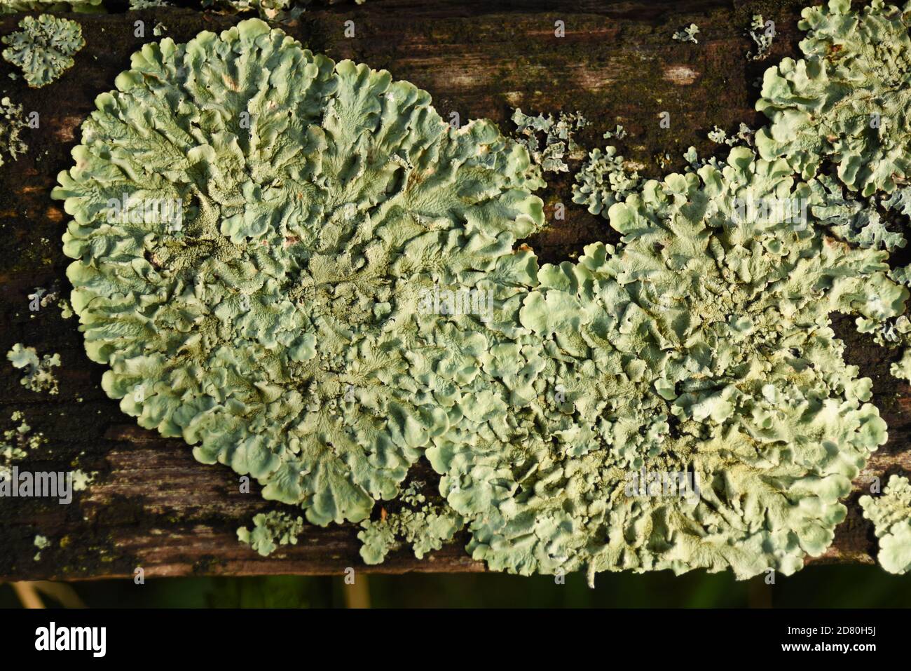 close up of white lichen Stock Photo