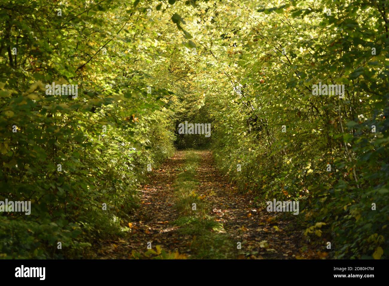 Autumn tunnel path through trees Stock Photo