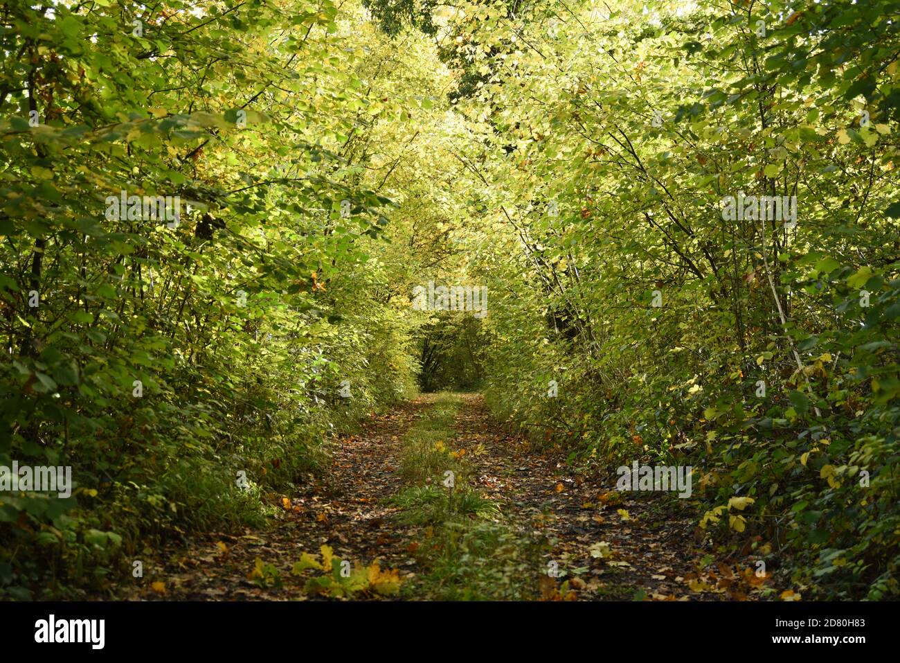 Path through autumn leaves Stock Photo