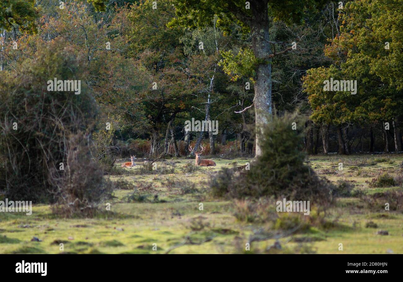 Male stag and female red deer (Cervus elaphus) during the autumn rut season in early October 2020, New Forest, Hampshire, England, UK Stock Photo