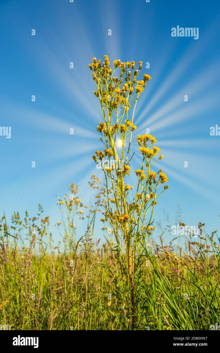 Close up of solitary Perennial Sowthistle, Sonchus arvensis, in field taken from low viewpoint against the sun with sun rays against clear blue sky Stock Photo