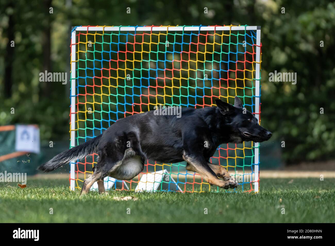 Dog at hoopers parcours Hund Hoopers Parcour Photo - Alamy