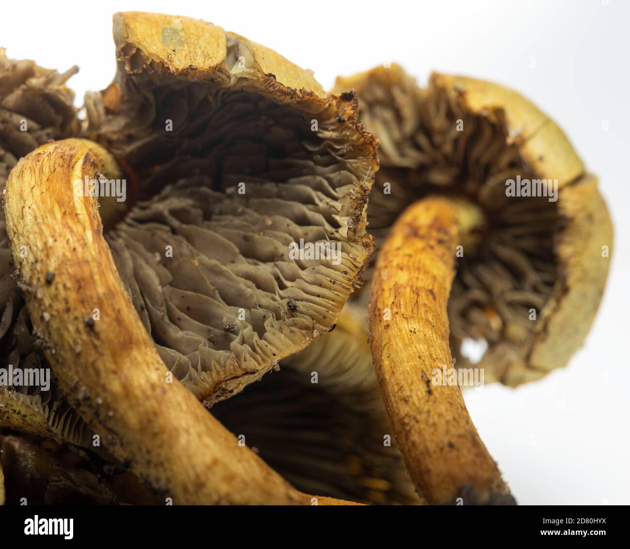 Decomposing funghi mushrooms close up,macro Stock Photo