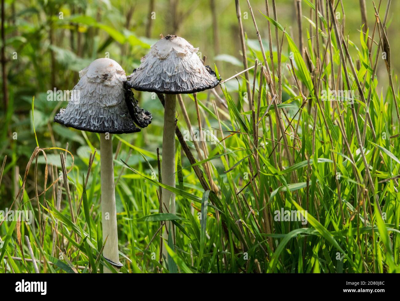 Shaggy ink caps, also lawyer's wigs or shaggy manes or the Coprinus comatus fungus in autumn forest in holland during autumn in the national park de biesbosch Stock Photo