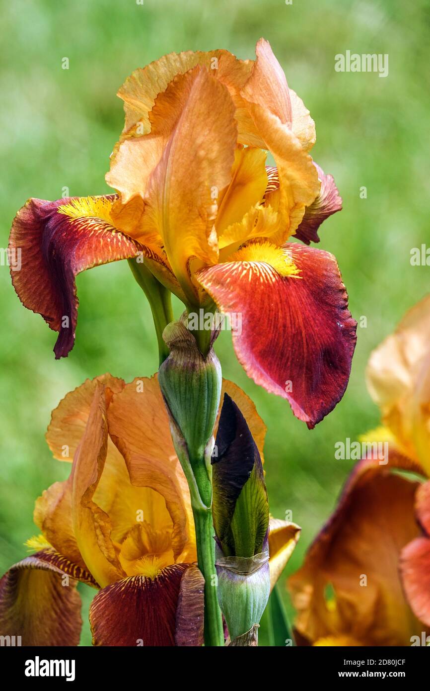 Orange Tall Bearded Iris Orange Glow Stock Photo Alamy