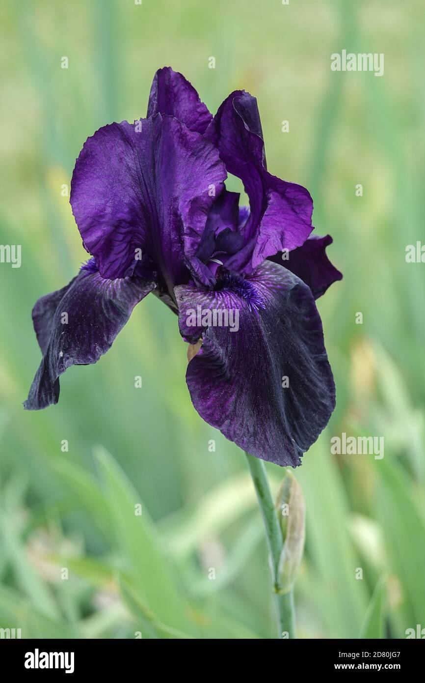 Dark blue violet Tall bearded iris flower portrait 'Licorice Stick' Stock Photo