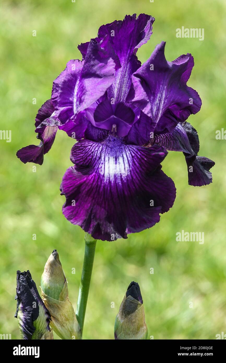 Dark blue violet Bearded iris flower 'Winners Circle' portrait Stock Photo