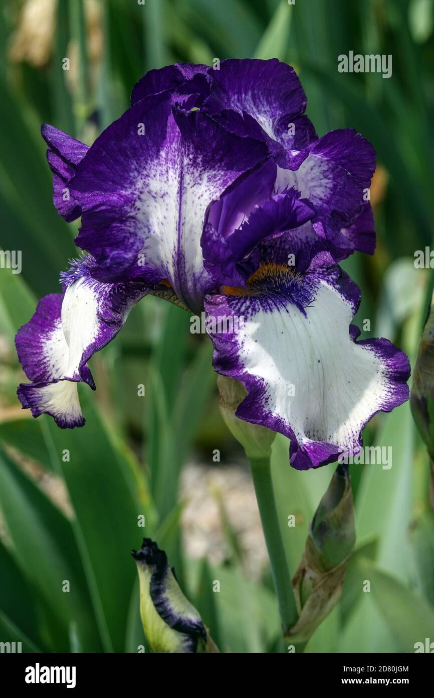 Dark blue Tall Bearded Iris Stepping Out Stock Photo