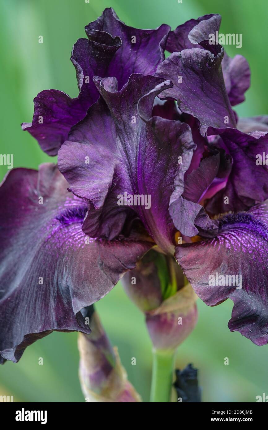 Dark blue violet Tall bearded iris 'Superstition' in full bloom Stock Photo