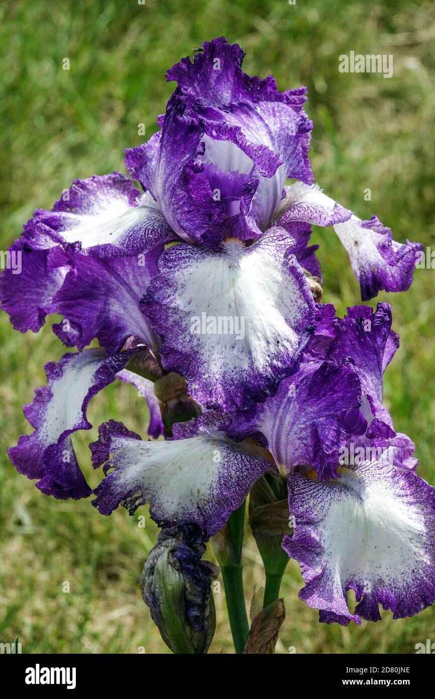 Purple white bearded iris hires stock photography and images Alamy