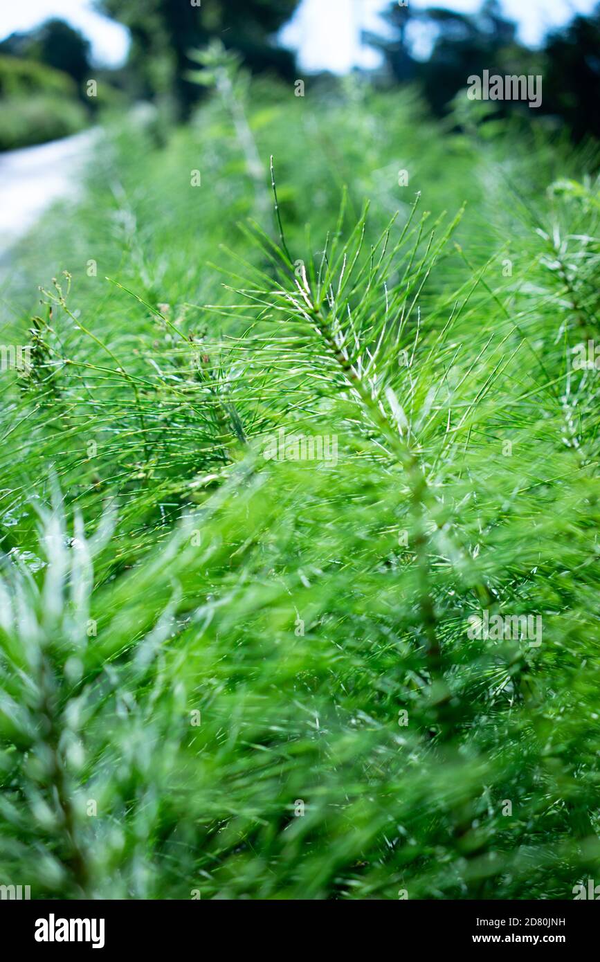 Roadside grass. Grasses are the dominant vegetation in many habitats Stock Photo