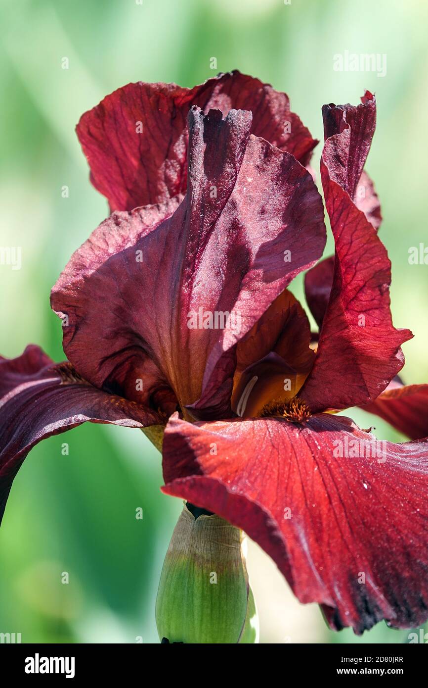 Tall Bearded Iris Spartan iris flower red Stock Photo
