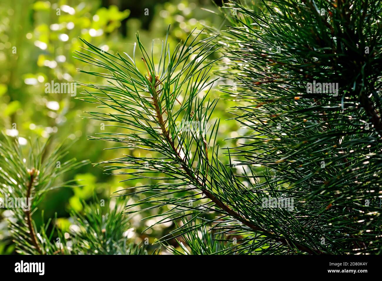 Pine branches close-up in the background sunlight. Beautiful natural background Stock Photo