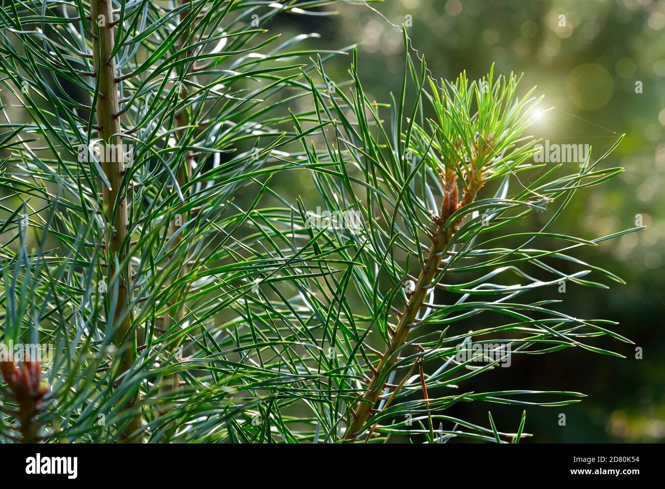 Pine branches close-up in the background light. Beautiful natural background Stock Photo