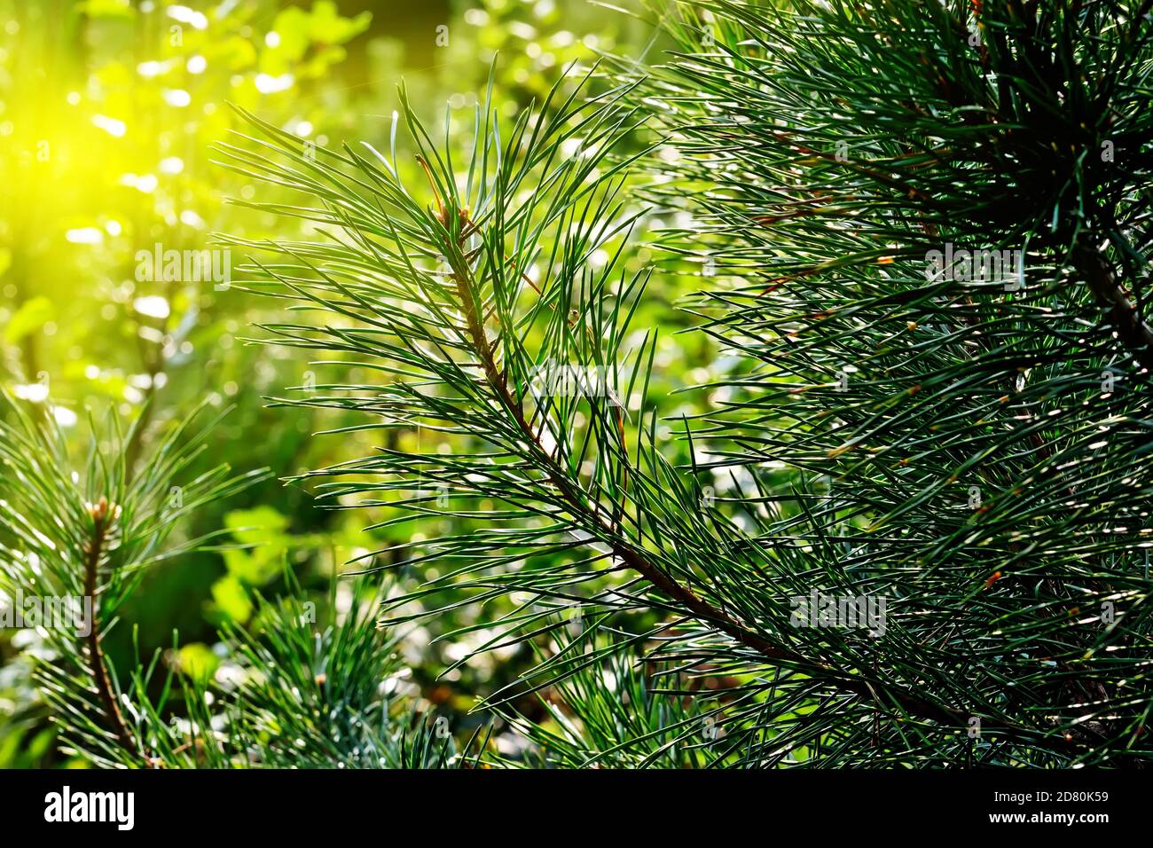 Pine branches close-up in the background light. Beautiful natural background Stock Photo