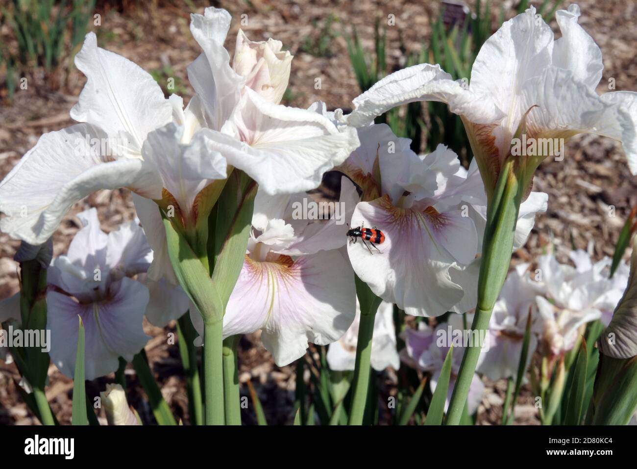 White Iris 'China Spring', Siberian iris sibirica Stock Photo