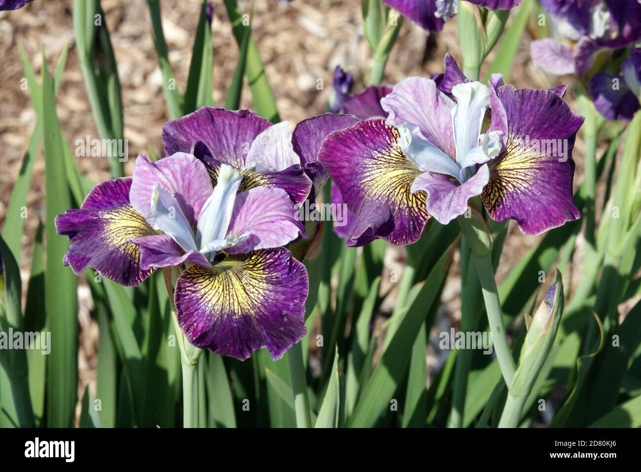Purple Iris sibirica Charming Billy Stock Photo