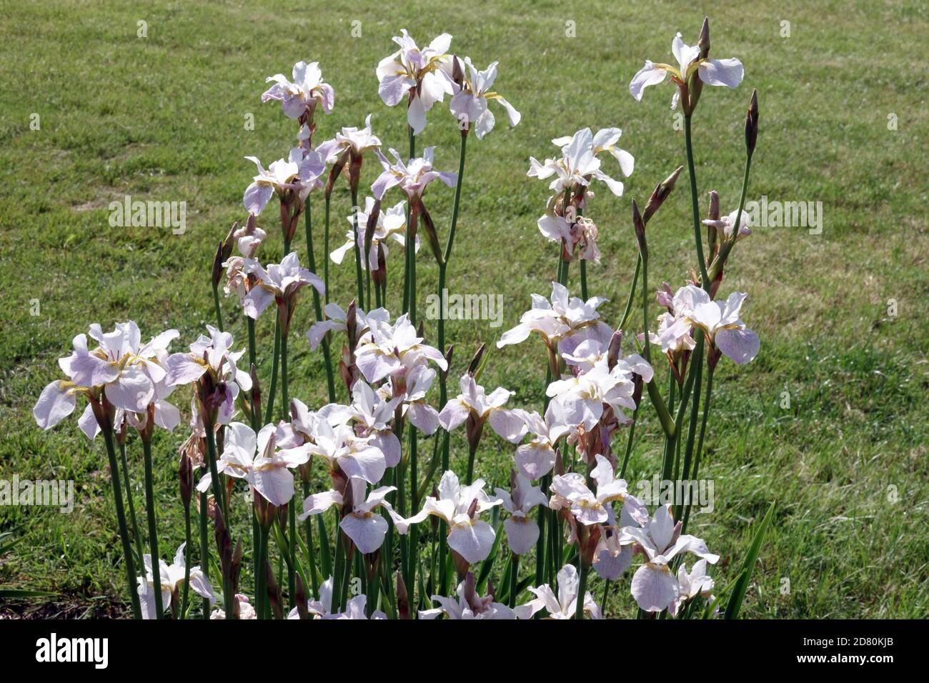 White iris sibirica 'Hohe Warte' siberian iris garden cluster flowers Stock Photo