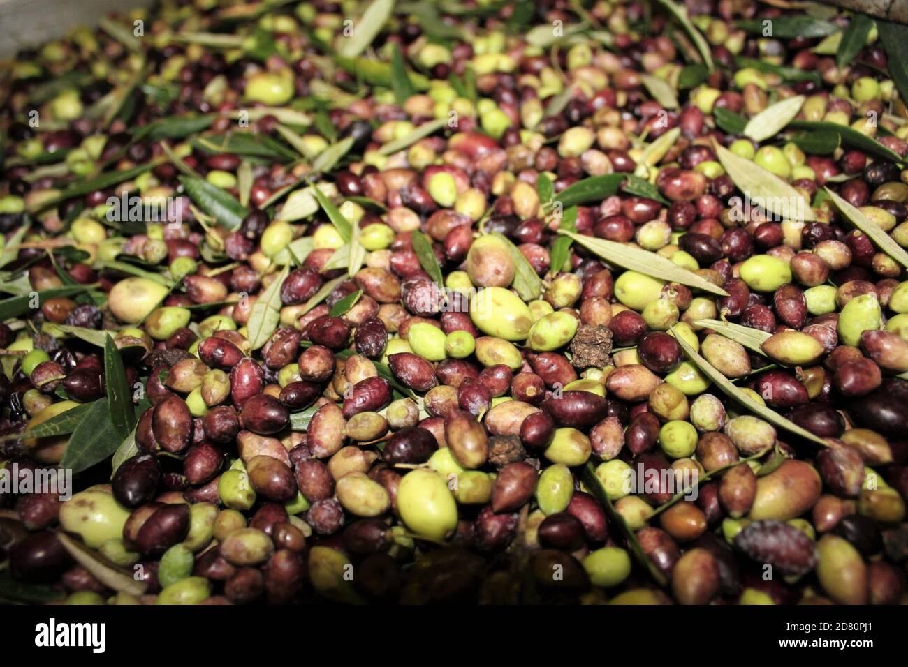 Washing olives with fresh water in olive oil mill during extra virgin ...