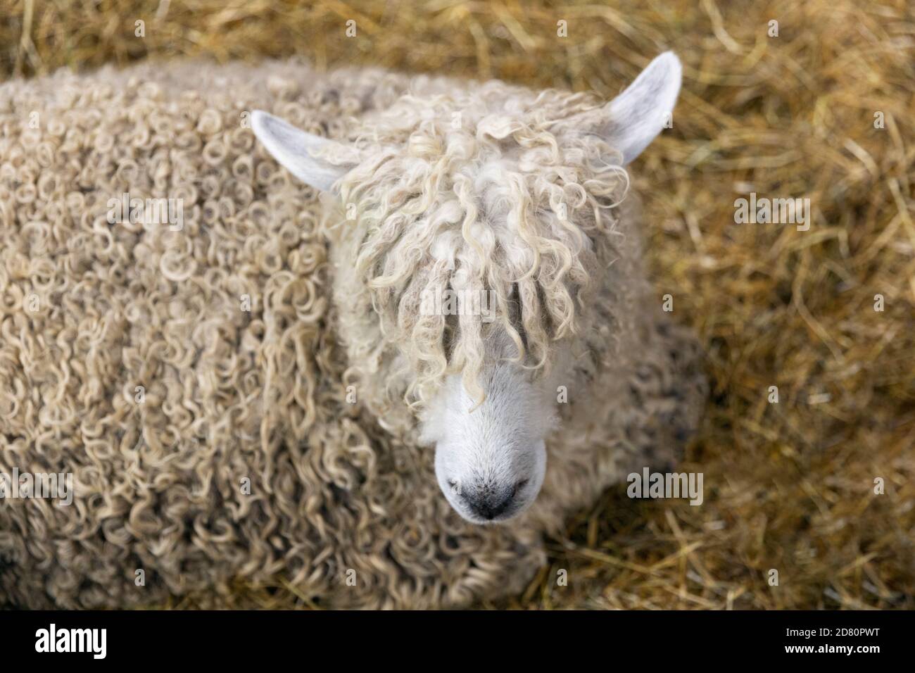 close-up of a sheep Ovis Aries Stock Photo