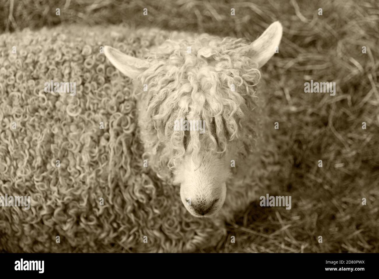 close-up of a sheep Ovis Aries Stock Photo