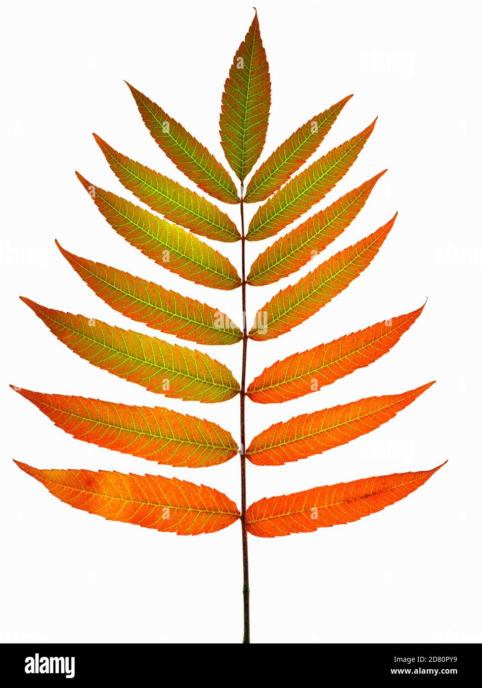 Close-up of a Sumac leaf changing colours in autumn. Genus Rhus, a good example of colours changing because of less daylight hours. Stock Photo